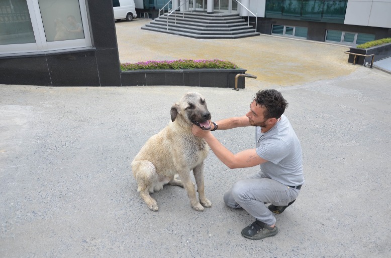 Avcılar’da Kimyasal Maddeden Etkilenen Köpek Kurtarıldı