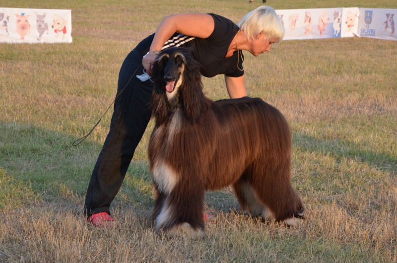 KÖPEK IRKLARI SİLİVRİ’DE YARIŞACAK