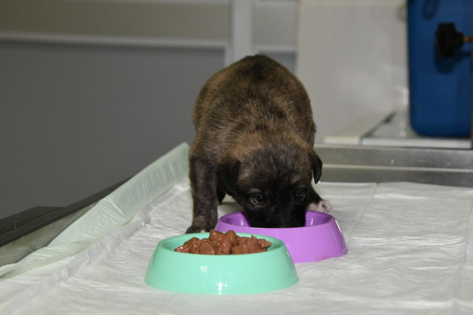 ANNESİZ KALAN YAVRU KÖPEĞE ESENYURT BELEDİYESİ SAHİP ÇIKTI