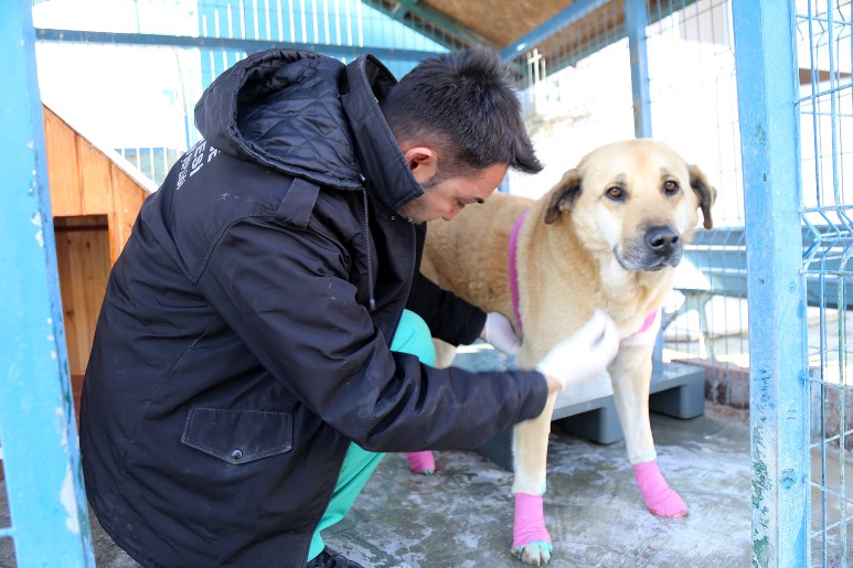 TALİHSİZ KÖPEK GÜÇLÜ ARTIK EMİN ELLERDE