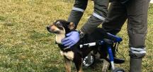 TRAFİK KAZASINDA ENGELLİ KALAN KÖPEK YÜRÜTEÇ İLE YENİDEN HAYATA TUTUNDU