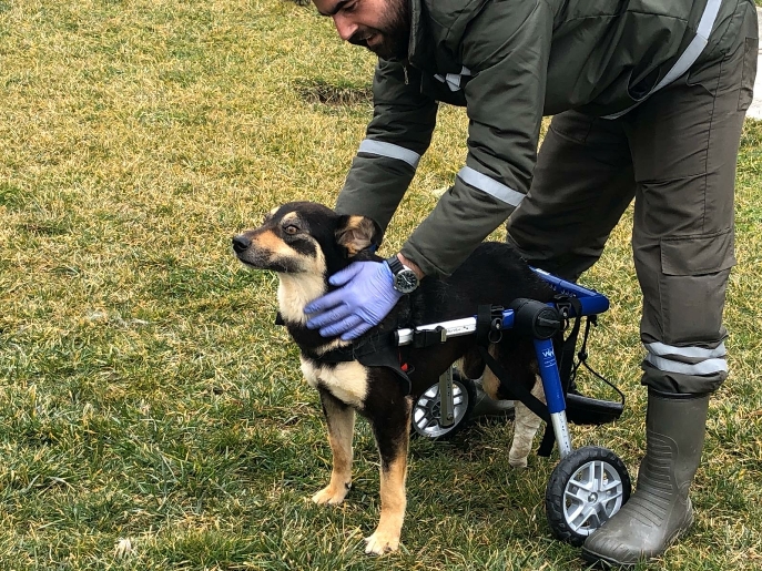 TRAFİK KAZASINDA ENGELLİ KALAN KÖPEK YÜRÜTEÇ İLE YENİDEN HAYATA TUTUNDU