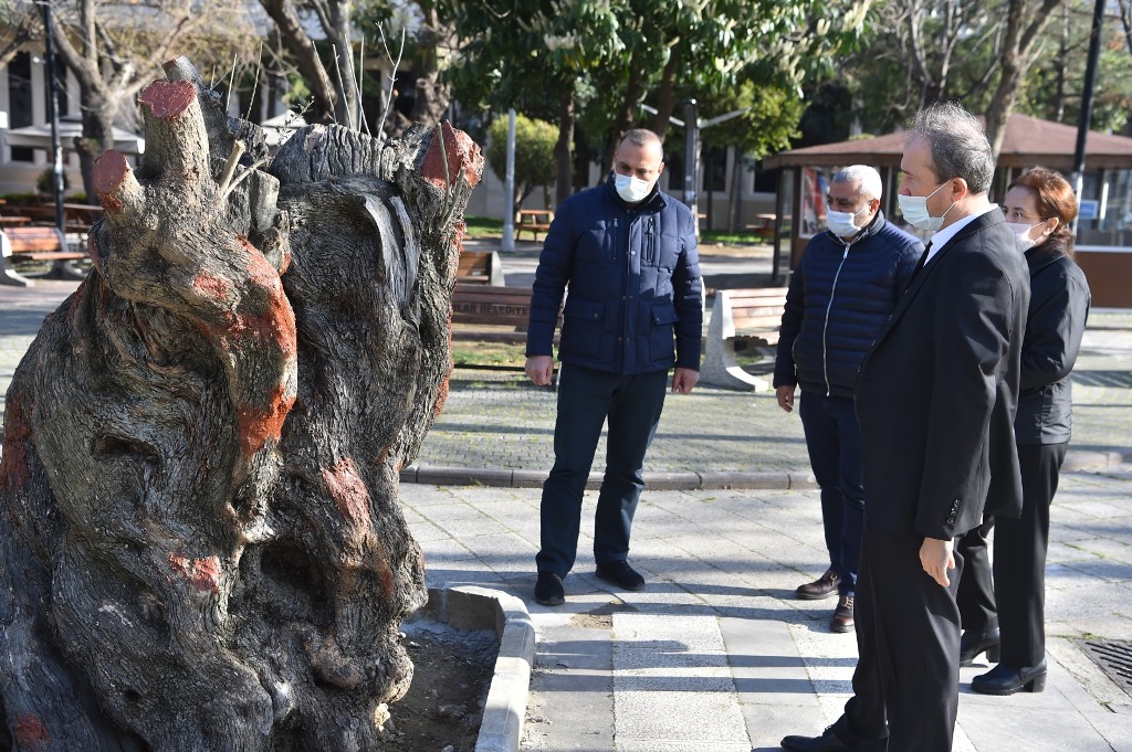 HANÇERLİ, TÜNEL İNŞAATINDAN KURTARDIĞI ZEYTİN AĞAÇLARINI KOMŞU BELEDİYELERLE PAYLAŞTI