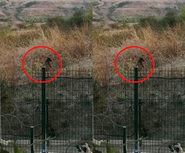İSTANBUL’UN GÖBEĞİNDE GÖRÜNTÜLENEN BOZ AYI PANİK YARATTI