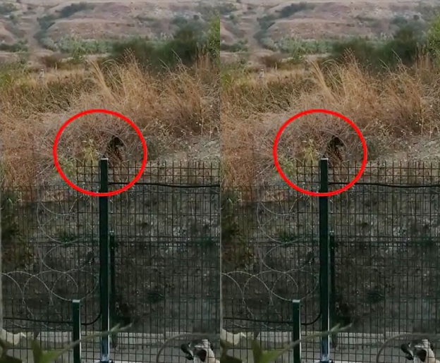 İSTANBUL’UN GÖBEĞİNDE GÖRÜNTÜLENEN BOZ AYI PANİK YARATTI