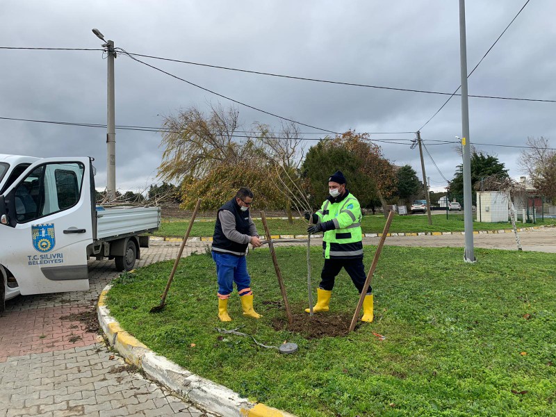 SİLİVRİ’DE 2 BİN 500 ADET AĞAÇ TOPRAKLA BULUŞACAK