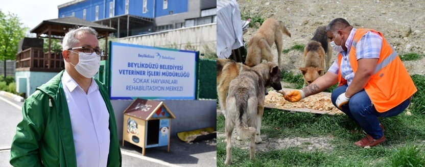 BEYLİKDÜZÜ BELEDİYESİ’NDEN SOKAK HAYVANLARI İÇİN GÜNDE 4 TON MAMA