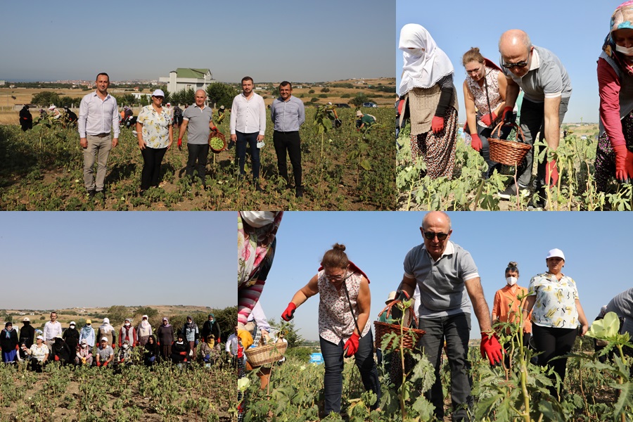 BÜYÜKÇEKMECE BİLİMSEL TARIMIN İLK MAHSULLERİNİ ALMAYA BAŞLADI