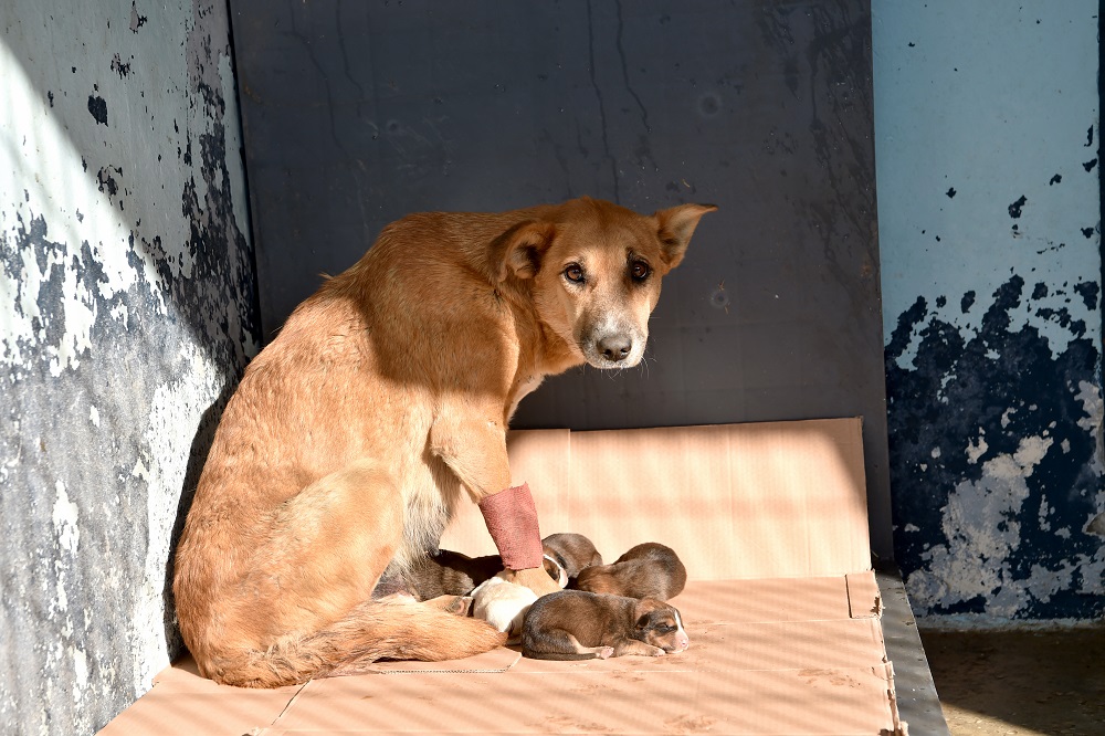 AVCILAR’DA ZEHİRLENEN HAMİLE KÖPEK 5 YAVRU DÜNYAYA GETİRDİ