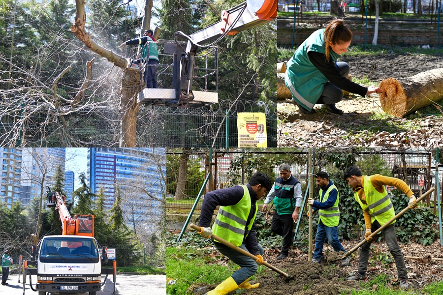 TEKE BÖCEĞİ İLE MÜCADELE: KESİLEN AĞAÇLARIN YERİNE YENİSİ DİKİLİYOR