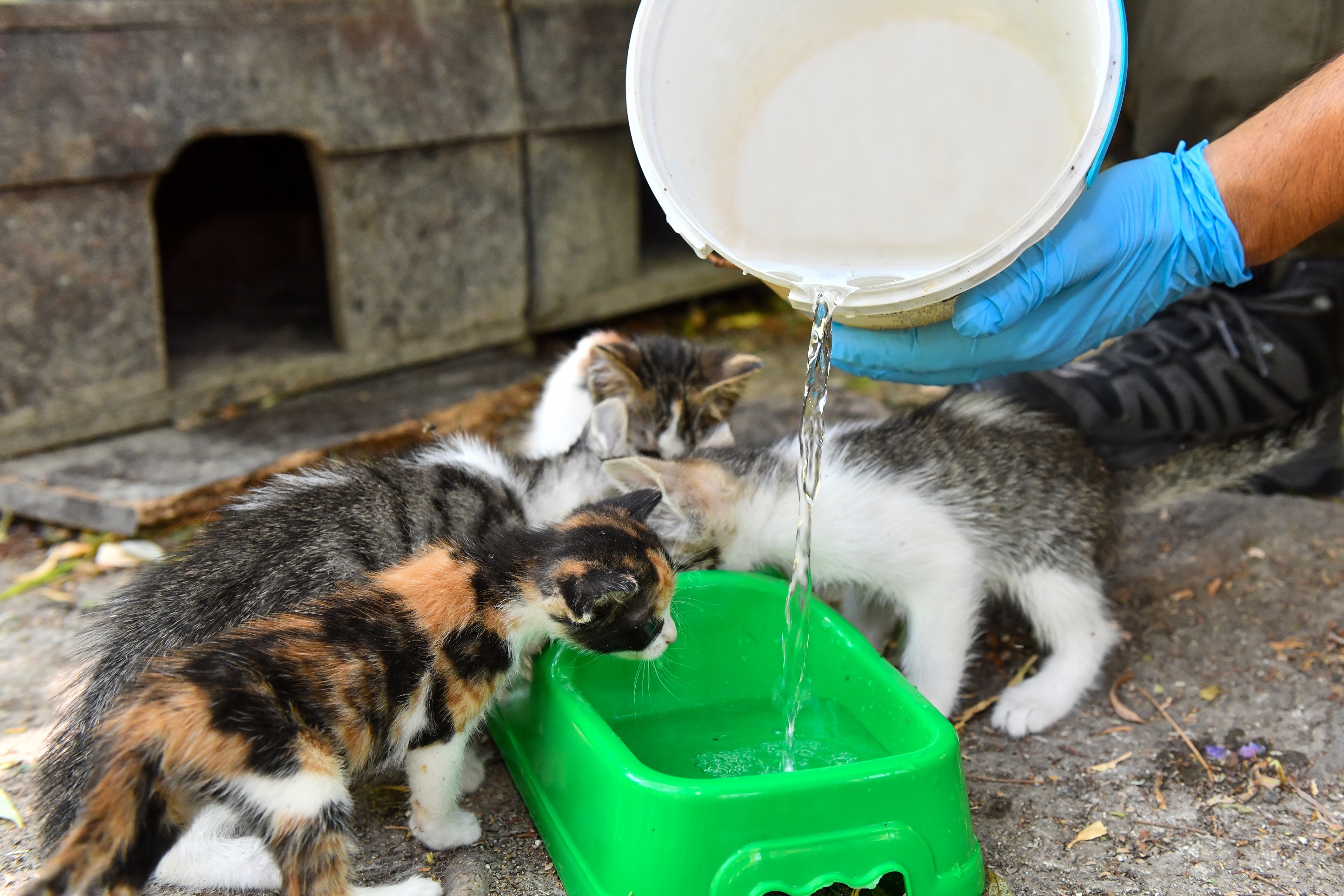CAN DOSTLARIMIZ İÇİN SEFERBER OLDULAR