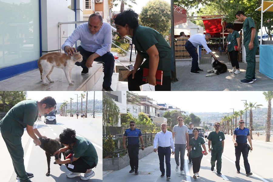 BÜYÜKÇEKMECE’DE SOKAK HAYVANLARININ SAĞLIK TARAMASI GERÇEKLEŞTİ
