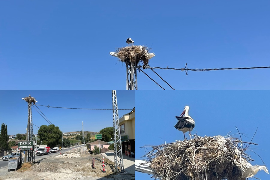 LEYLEK YAVRULARI İÇİN YOL İNŞAATI DURDURULDU!