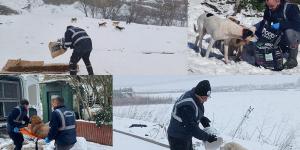 BÜYÜKÇEKMECE BELEDİYESİ KAR YAĞIŞI ALTINDA SOKAKTAKİ CAN DOSTLARI UNUTMADI
