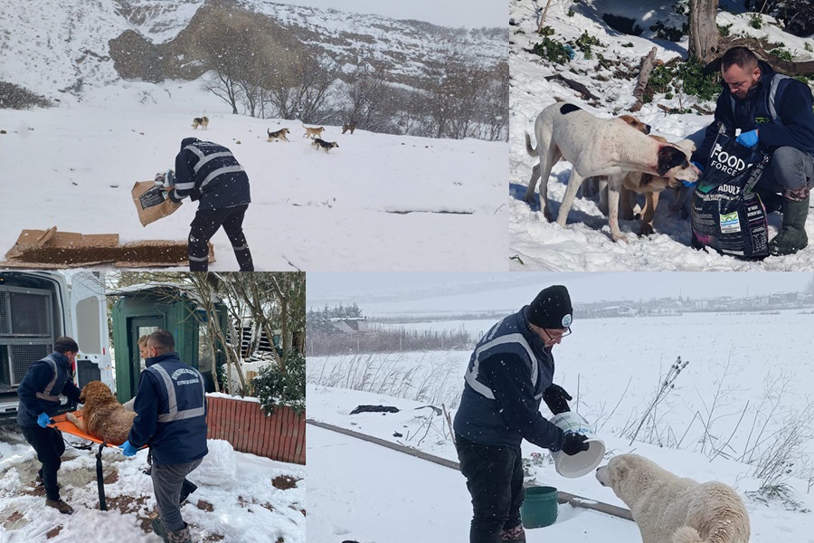 BÜYÜKÇEKMECE BELEDİYESİ KAR YAĞIŞI ALTINDA SOKAKTAKİ CAN DOSTLARI UNUTMADI