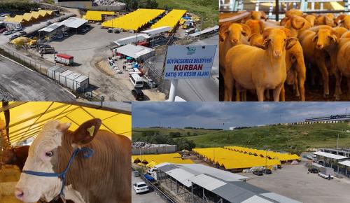 BÜYÜKÇEKMECE BELEDİYESİ KURBAN SATIŞ VE KESİM TESİSİ BAYRAMA HAZIR