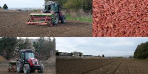 BÜYÜKÇEKMECE’DE ATIL ARAZİLER BUĞDAYLA BULUŞTU