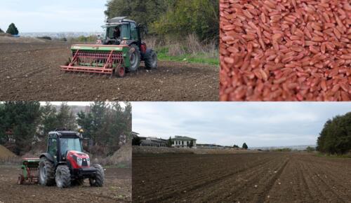 BÜYÜKÇEKMECE’DE ATIL ARAZİLER BUĞDAYLA BULUŞTU