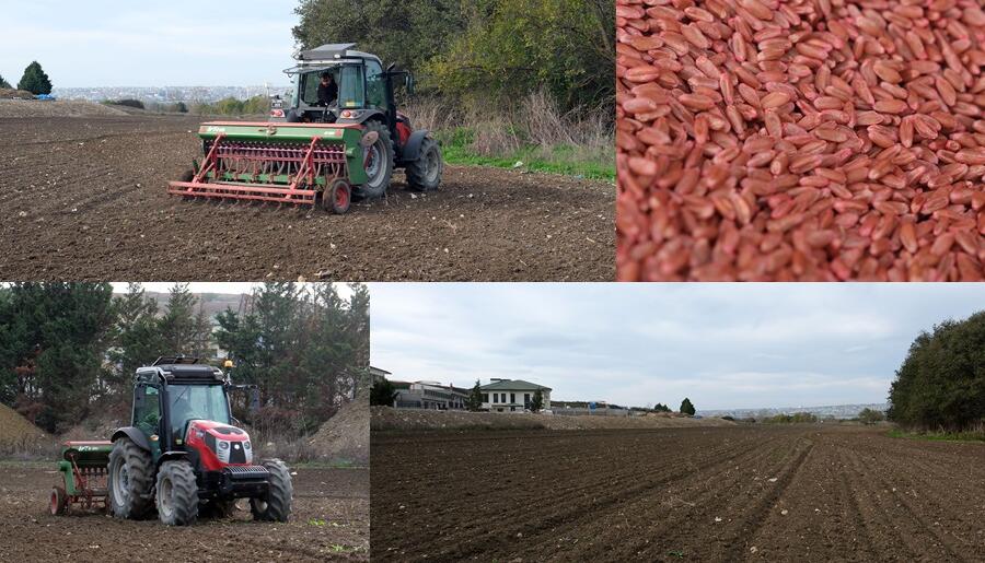 BÜYÜKÇEKMECE’DE ATIL ARAZİLER BUĞDAYLA BULUŞTU