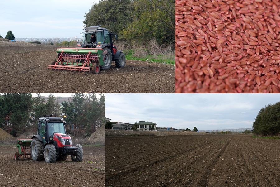 BÜYÜKÇEKMECE’DE ATIL ARAZİLER BUĞDAYLA BULUŞTU