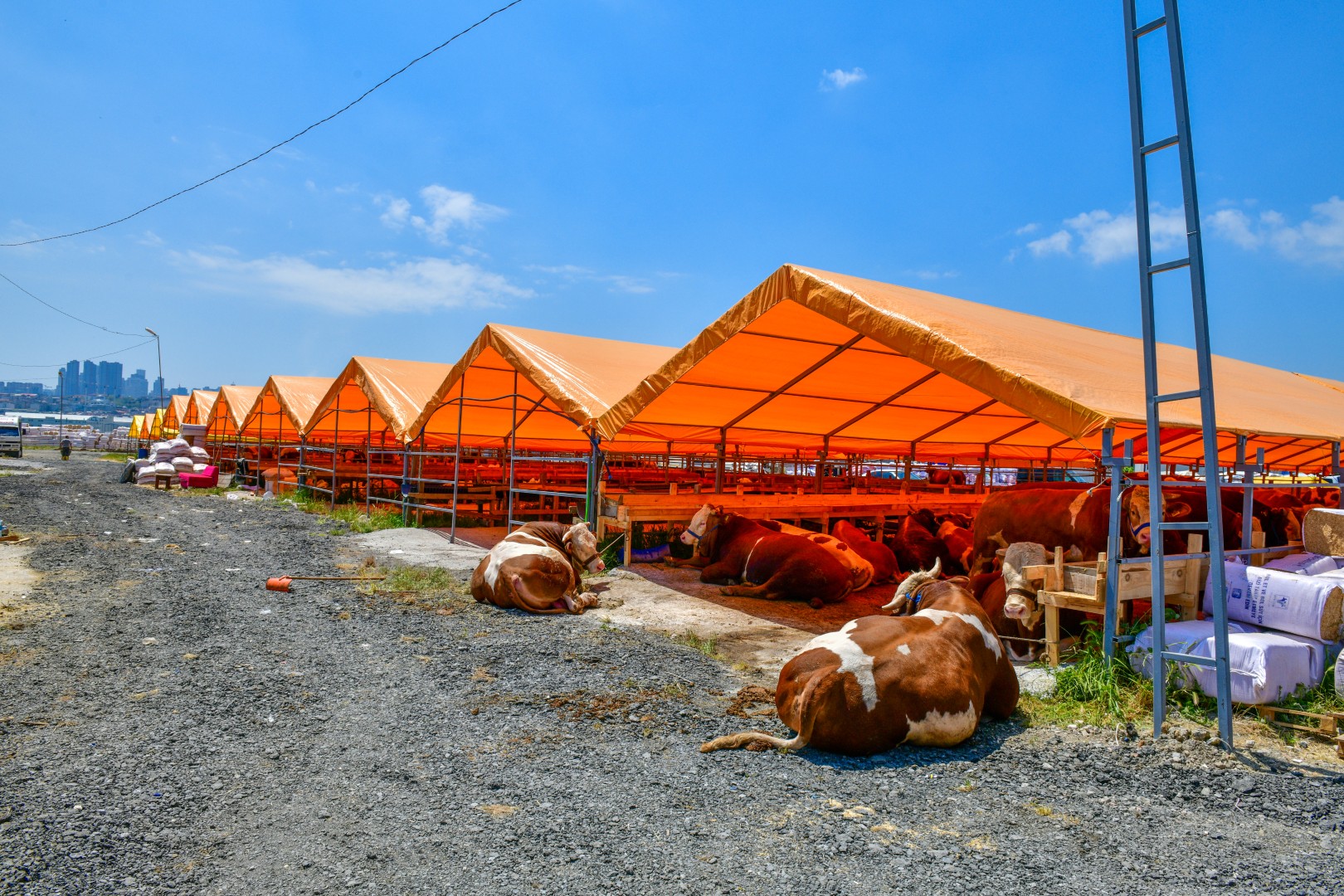 ESENYURT’TA İLK KURBANLIKLAR PAZARA GİRİŞ YAPTI…